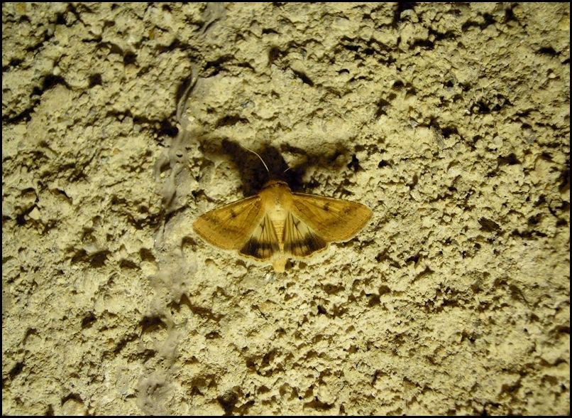 Noctuidae? S, Heliothis nubigera